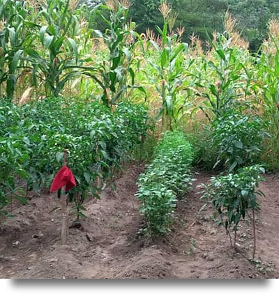 A photo of a large garden, perfect for micro-business opportunities in rural Guatemala.