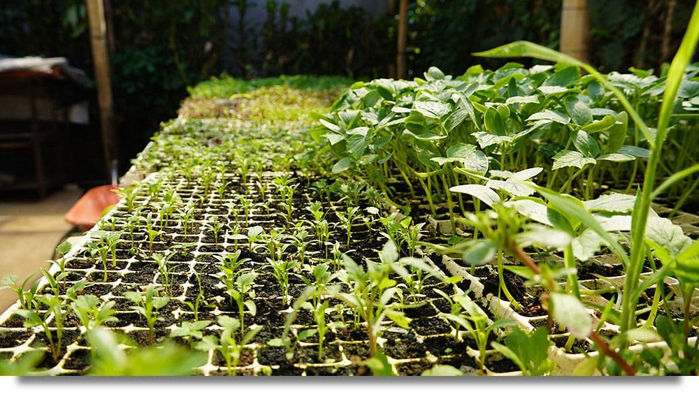 This is a photo of seedlings being raised for program participants.