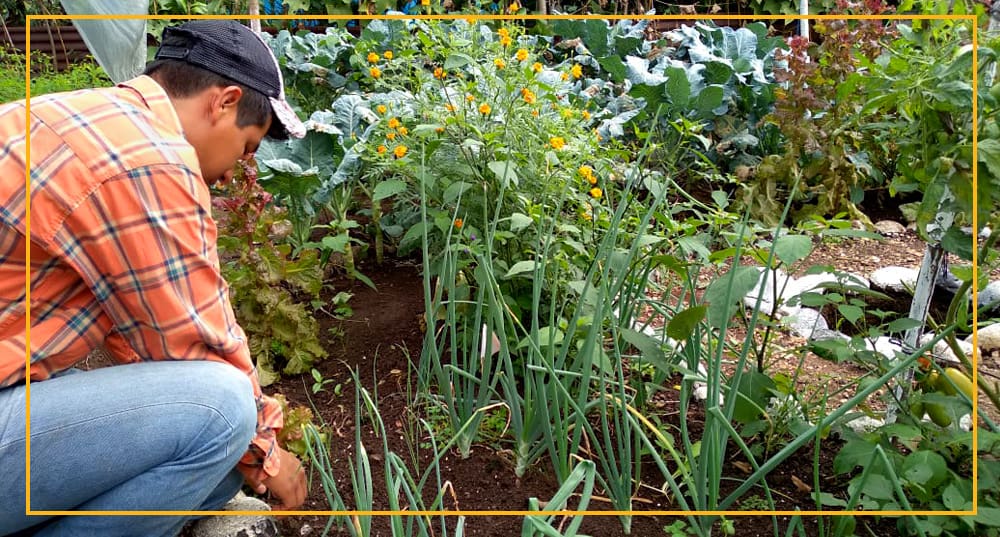 Permaculture in Guatemala 0814