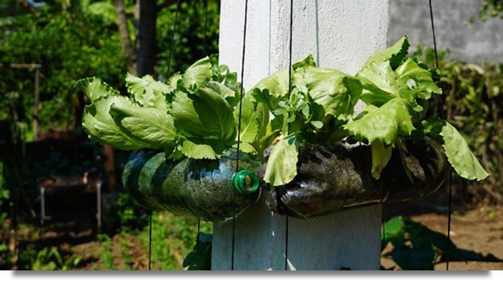 Vertical Garden Example Blog